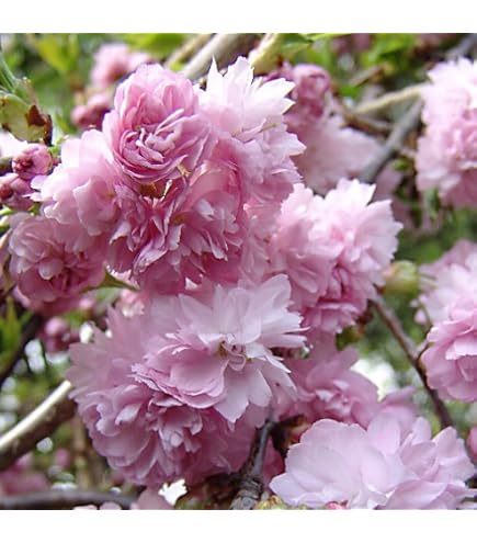 Amazon.co.jp: しだれ桜 【雨情枝垂れ桜 （うじょうしだれ）】 1年生